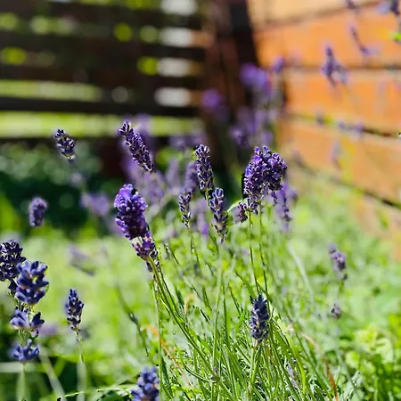 Апартаменты Sportbalaton Calm Little Garden Hideaway Балатонудвари